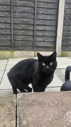 Found/Stray Unknown Cat last seen lidl car park chester rd stretford, Stretford, England M32 0RU