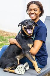 Shelter Stray Female Dog last seen , 30340, GA, Atlanta, GA 30341