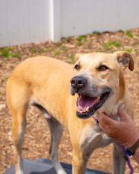 Shelter Stray Male Dog last seen Near Fields Dr, 30038, GA, Atlanta, GA 30341