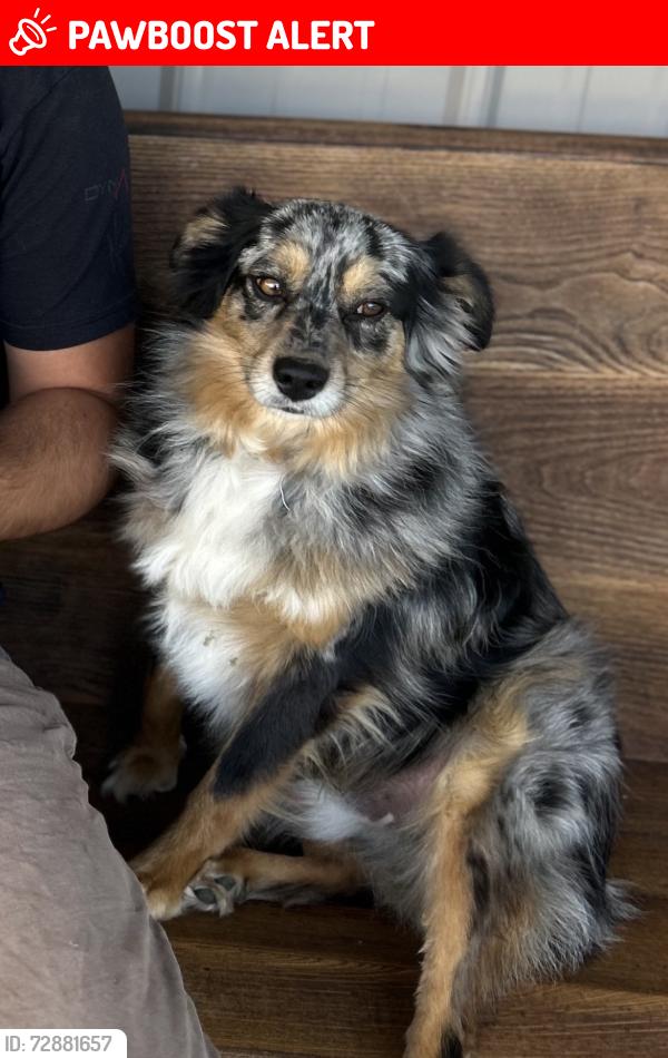 Lost Male Dog last seen Poland Indiana , Uncle Eds Cabin Rd, IN 47868