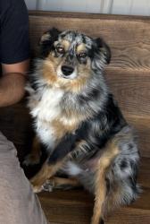 Lost Male Dog last seen Poland Indiana , Uncle Eds Cabin Rd, IN 47868