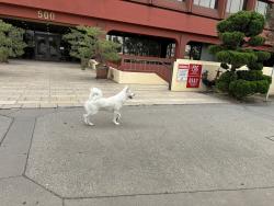 Found/Stray Unknown Dog last seen Main & Almansor , Alhambra, CA 91801
