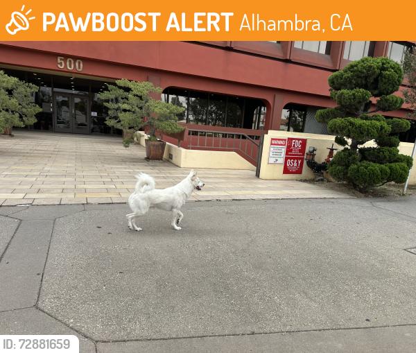 Found/Stray Unknown Dog last seen Main & Almansor , Alhambra, CA 91801