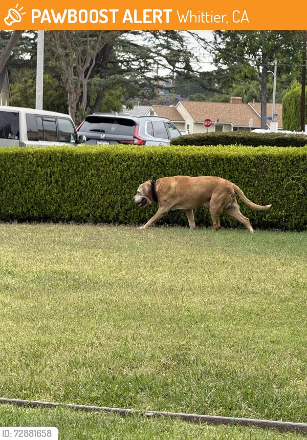 Found/Stray Male Dog last seen Hadley/ Broadway, Whittier, CA 90602