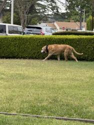 Found/Stray Male Dog last seen Hadley/ Broadway, Whittier, CA 90602
