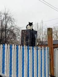 Lost Male Cat last seen Stevens St and queen , Spokane, WA 99205