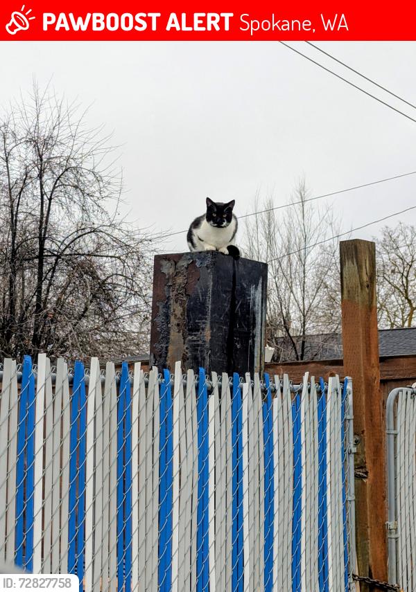 Lost Male Cat last seen Stevens St and queen, Spokane, WA 99205
