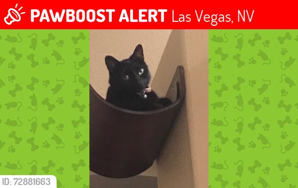 Lost Female Cat last seen Torrey Pines and Lone Mountain, Las Vegas, NV 89130