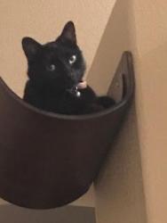 Lost Female Cat last seen Torrey Pines and Lone Mountain, Las Vegas, NV 89130