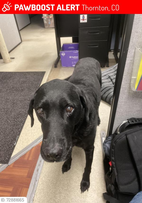 Lost Female Dog last seen 111th and forest ave, Thornton, CO 80233