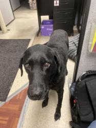 Lost Female Dog last seen 111th and forest ave, Thornton, CO 80233