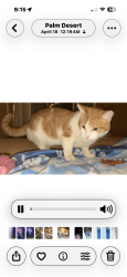 Lost Male Cat last seen Kansas & Wisconsin ave, Palm Desert, CA 92211