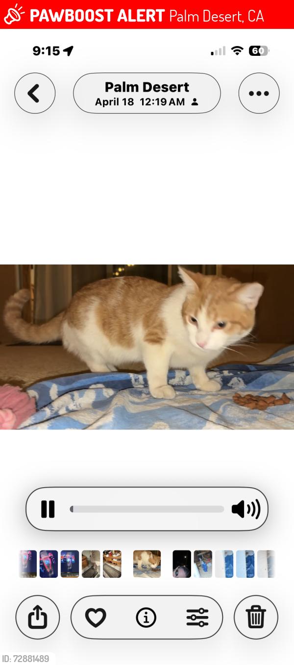 Lost Male Cat last seen Kansas & Wisconsin ave, Palm Desert, CA 92211