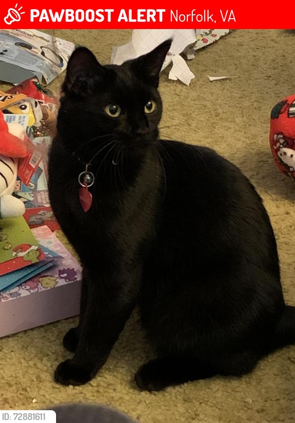 Lost Female Cat last seen East Little Creek Rd & Buffalo Ave, Norfolk, VA 23518