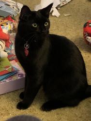 Lost Female Cat last seen East Little Creek Rd & Buffalo Ave, Norfolk, VA 23518