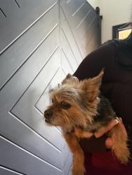 Found/Stray Male Dog last seen Monte Carlo, Princeton, TX 75407