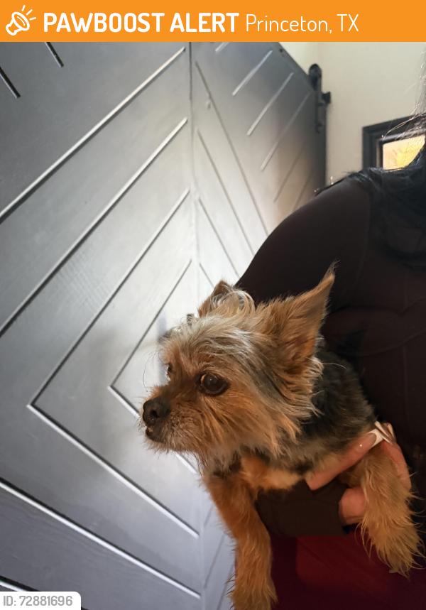 Found/Stray Male Dog last seen Monte Carlo, Princeton, TX 75407