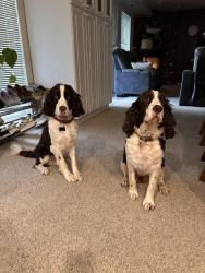 Lost Unknown Dog last seen Little mountain , Mount Vernon, WA 98274