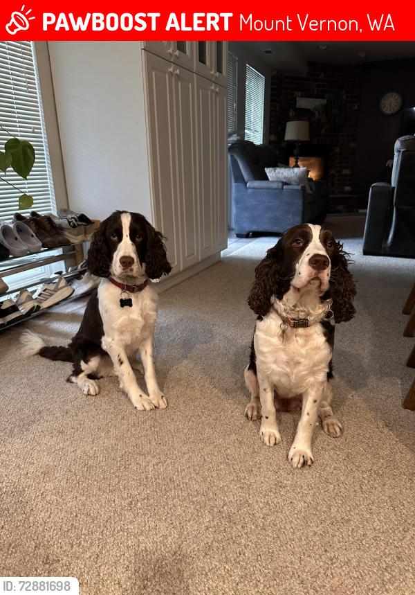Lost Unknown Dog last seen Little mountain , Mount Vernon, WA 98274