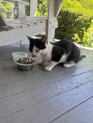 Found/Stray Male Cat last seen Marne & Almond, Memphis, TN 38111