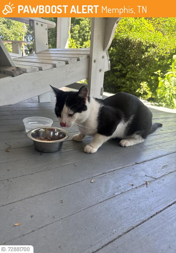 Found/Stray Male Cat last seen Marne & Almond, Memphis, TN 38111