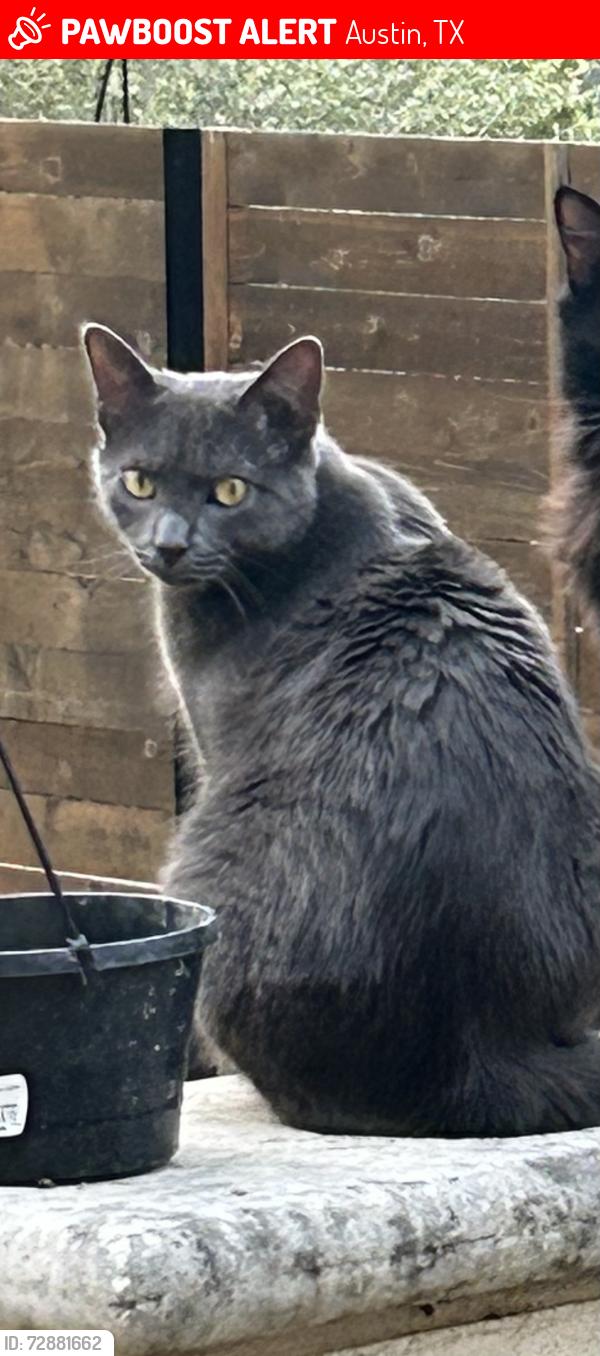 Lost Female Cat last seen Jacks Pass & Running Deer, Austin, TX 78734