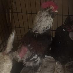 Shelter Stray Unknown Other last seen , Memphis, TN 38133