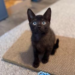 Shelter Stray Female Cat last seen , Port Richey, FL 34653
