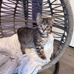 Shelter Stray Male Cat last seen , Port Richey, FL 34653