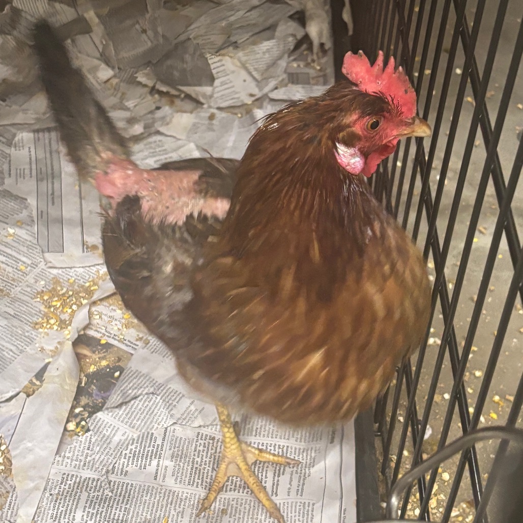Shelter Stray Unknown Other last seen , Memphis, TN 38133