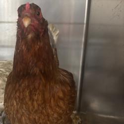 Shelter Stray Unknown Other last seen , Memphis, TN 38133