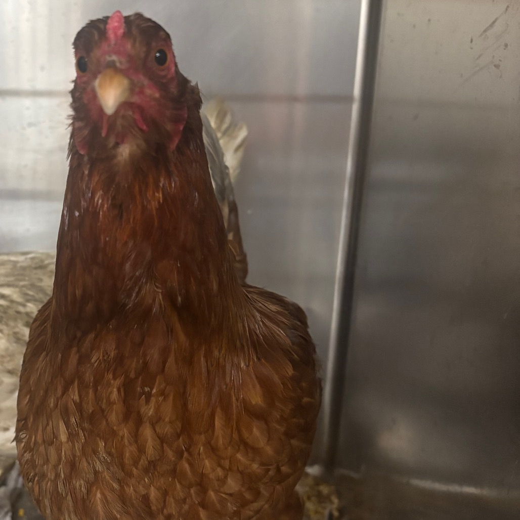 Shelter Stray Unknown Other last seen , Memphis, TN 38133