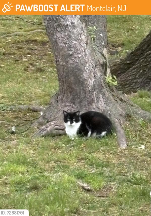 Found/Stray Unknown Cat last seen Ramsay Rd., Montclair, NJ 07042
