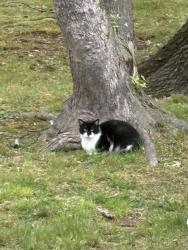 Found/Stray Unknown Cat last seen Ramsay Rd., Montclair, NJ 07042