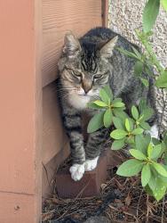 Found/Stray Unknown Cat last seen Lake mandarin circle, Jacksonville, FL 32223