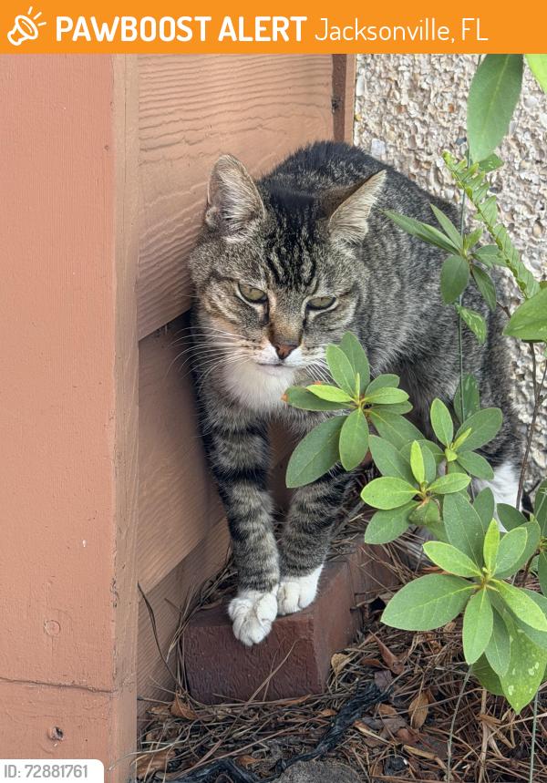 Found/Stray Unknown Cat last seen Lake mandarin circle, Jacksonville, FL 32223