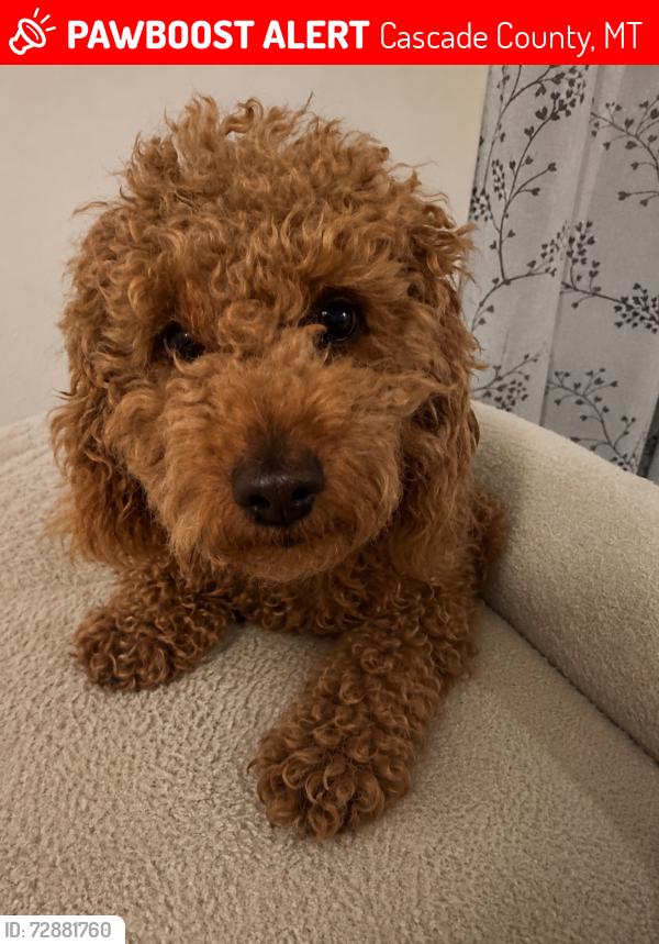 Lost Female Dog last seen Wibaux Rd, Cascade County, MT 59487