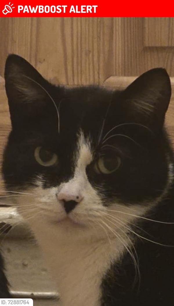 Lost Male Cat last seen Stockport road , Levenshulme, England 