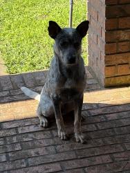 Found/Stray Male Dog last seen Near cedar isle dr, Houston, TX 77084