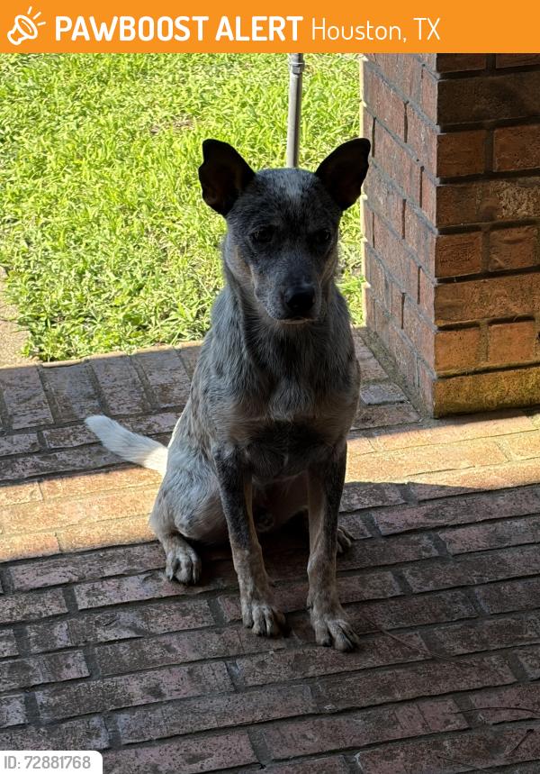 Found/Stray Male Dog last seen Near cedar isle dr, Houston, TX 77084