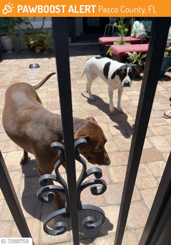 Found/Stray Unknown Dog last seen Rivercrossing Neighborhoods, Pasco County, FL 34653
