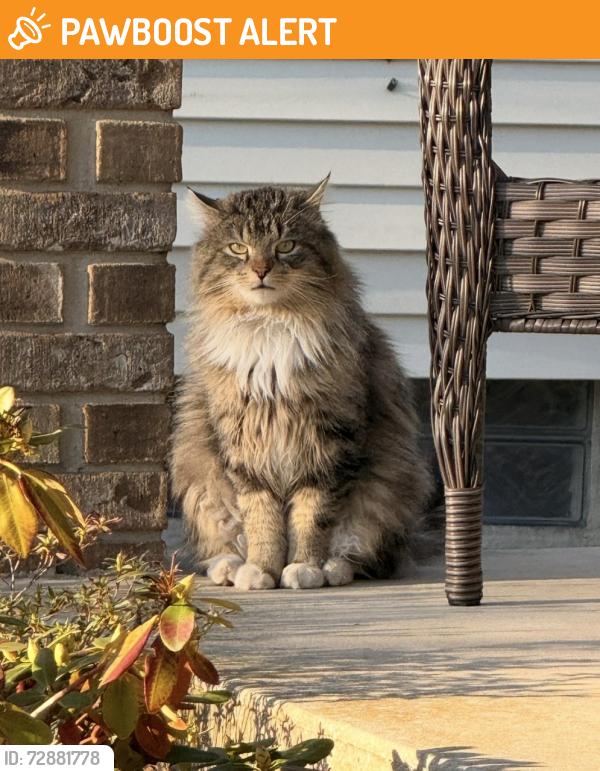 Found/Stray Unknown Cat last seen Ford & Beech Daly, Dearborn Heights, MI 48127