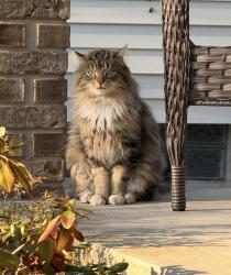 Found/Stray Unknown Cat last seen Ford & Beech Daly, Dearborn Heights, MI 48127