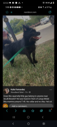 Lost Male Dog last seen Timber view ponderosa , Arlington, TX 76014