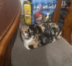 Lost Female Cat last seen worthy dr, sun city, Menifee, CA 92585