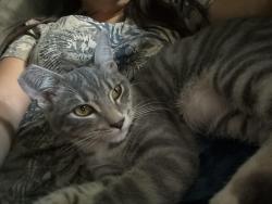 Lost Male Cat last seen olive ave, Peoria, AZ 85345