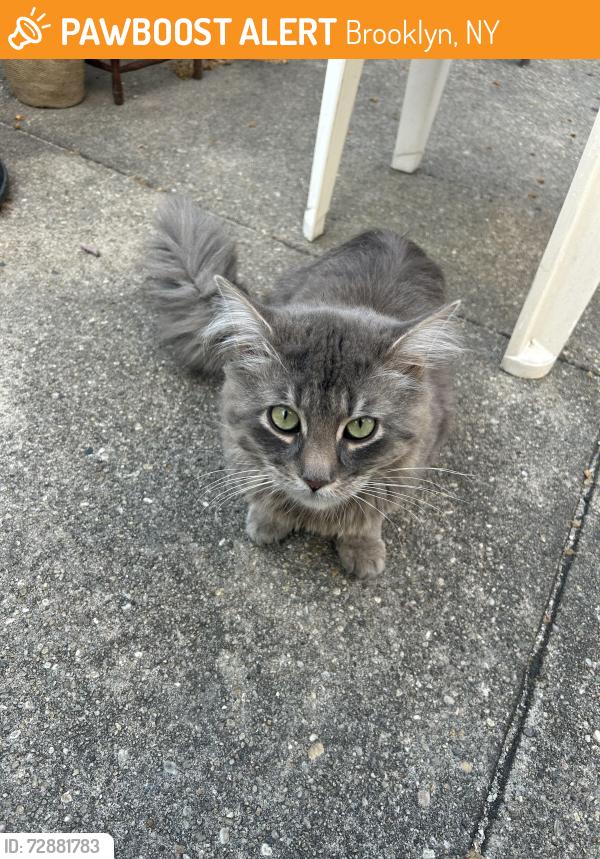 Found/Stray Male Cat last seen 18th Ave , Brooklyn, NY 11204