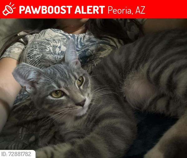Lost Male Cat last seen olive ave, Peoria, AZ 85345