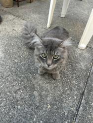 Found/Stray Male Cat last seen 18th Ave , Brooklyn, NY 11204