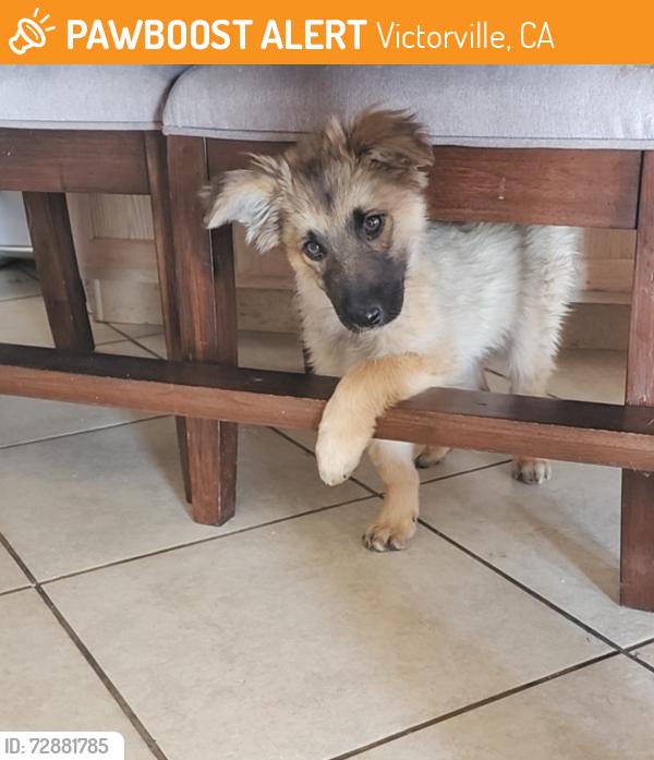 Found/Stray Male Dog last seen North star and galaxys street, Victorville, CA 92392
